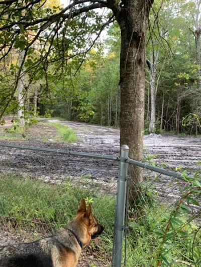 Dawn's Doggie Spot - Walterboro, SC