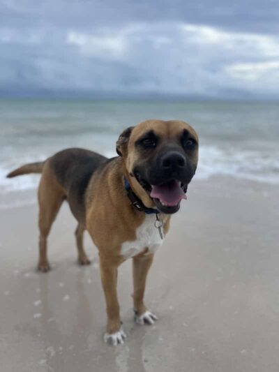 Dawn's Doggie Spot - Walterboro, SC