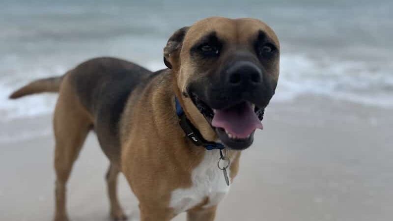 Dawn's Doggie Spot - Walterboro, SC