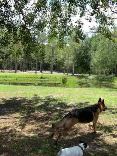 Dawn's Doggie Spot - Walterboro, SC