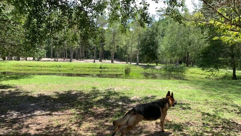 Dawn's Doggie Spot - Walterboro, SC