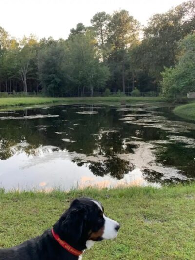 Dawn's Doggie Spot - Walterboro, SC