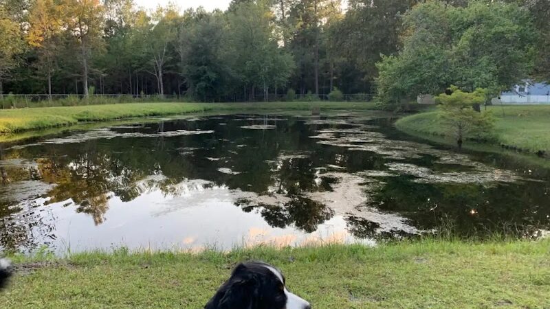 Dawn's Doggie Spot - Walterboro, SC
