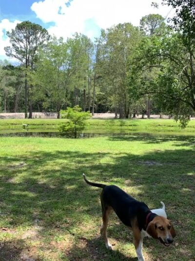 Dawn's Doggie Spot - Walterboro, SC