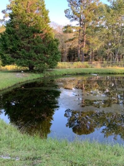 Dawn's Doggie Spot - Walterboro, SC