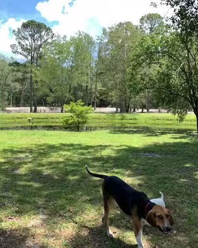 Dawn's Doggie Spot - Walterboro, SC