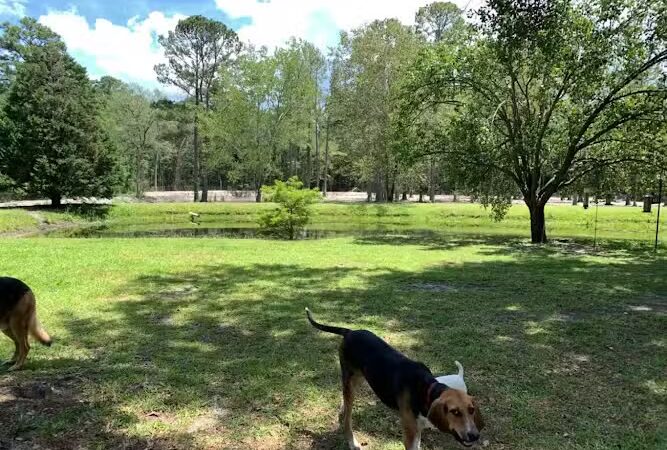 Dawn's Doggie Spot - Walterboro, SC