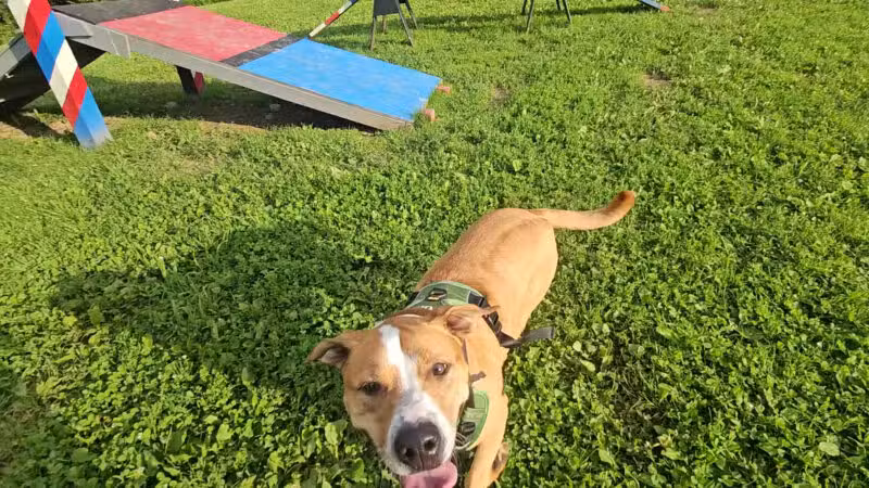 Wantage Dog Park - Wantage, NJ