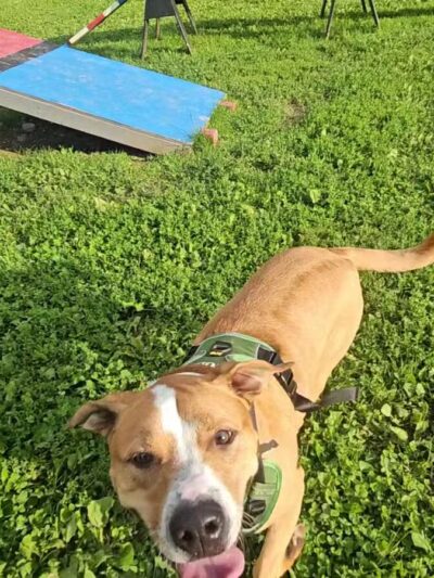 Wantage Dog Park - Wantage, NJ