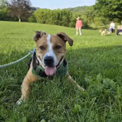 Wantage Dog Park - Wantage, NJ
