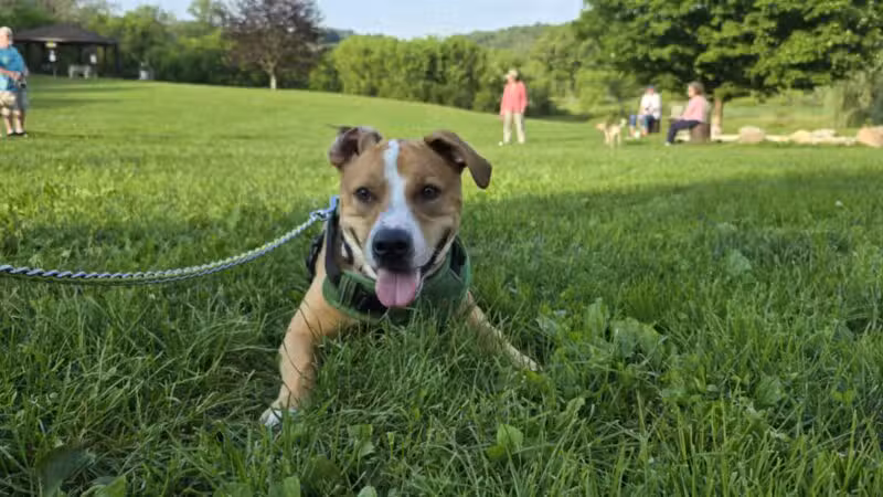 Wantage Dog Park - Wantage, NJ