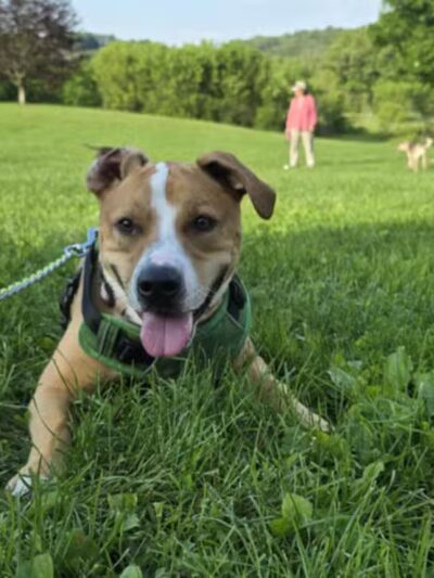 Wantage Dog Park - Wantage, NJ