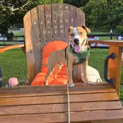Wantage Dog Park - Wantage, NJ