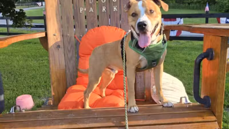 Wantage Dog Park - Wantage, NJ