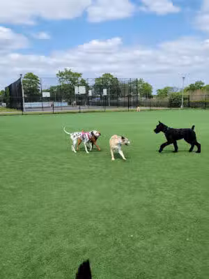 Wantagh Park Dog Run - Wantagh, NY