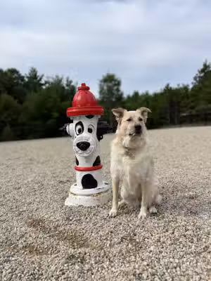 Wareham Dog Park - Wareham, MA