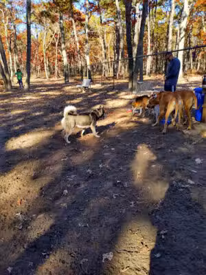 Waretown dog park - Waretown, NJ