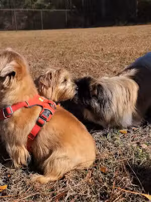 Robins Dog Park - Warner Robins, GA