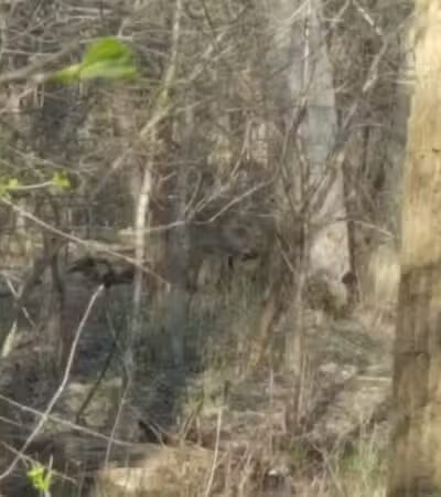 Bates Park - Warren, MI