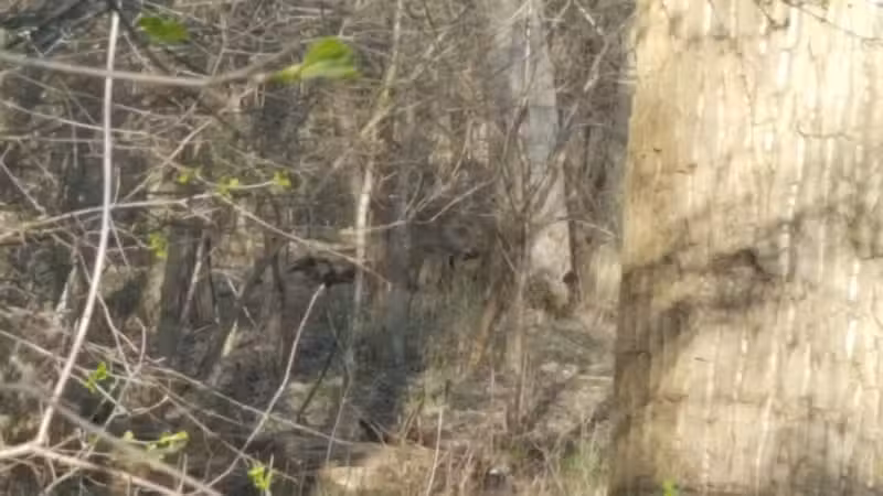 Bates Park - Warren, MI