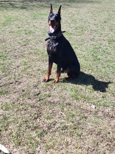 Burdi Park - Warren, MI