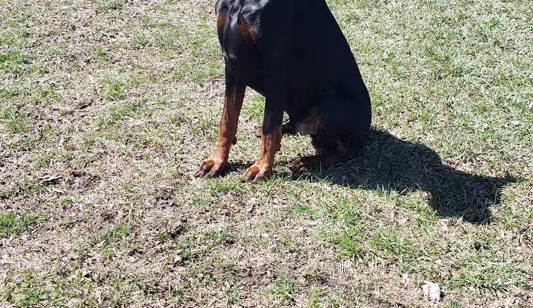 Burdi Park - Warren, MI