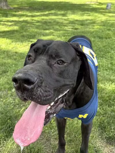 Burdi Park - Warren, MI