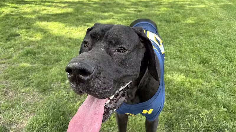 Burdi Park - Warren, MI