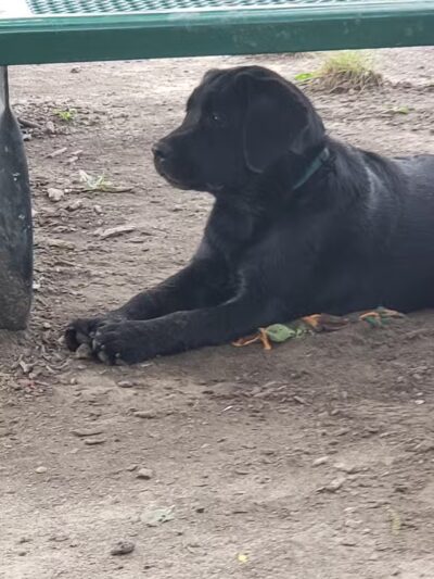 Burdi Park - Warren, MI