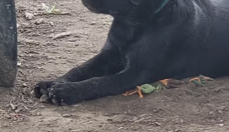 Burdi Park - Warren, MI