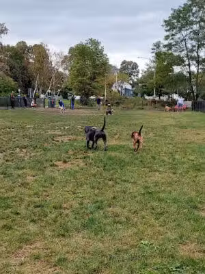 Warren Dog Park - Warren, RI