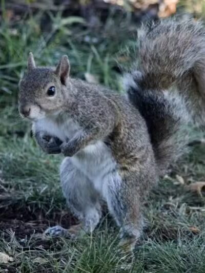 Trombly Park - Warren,