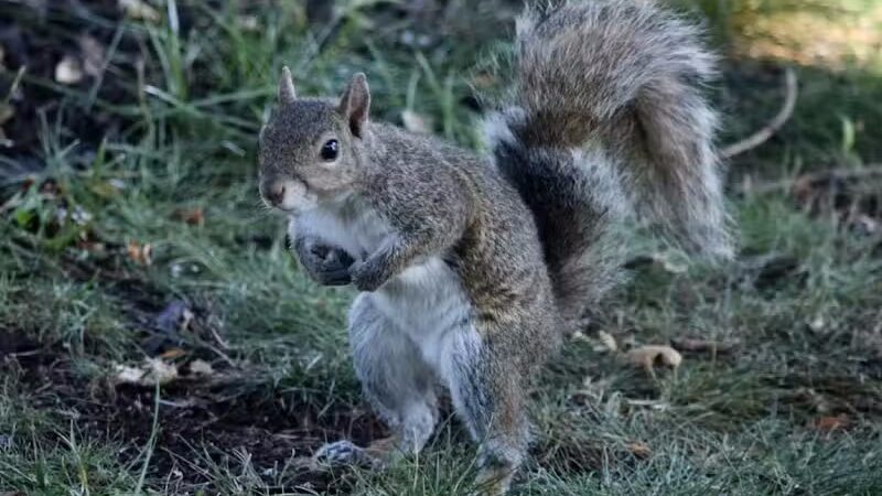 Trombly Park - Warren,