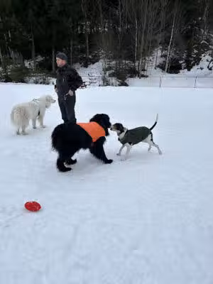 Mad River Valley Dog Park - Warren, VT