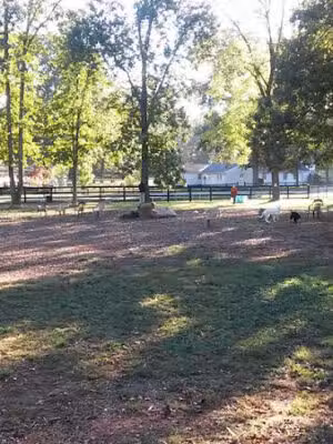 Vint Hill Dog Park - Warrenton, VA