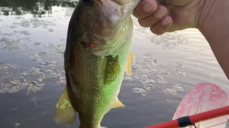 Langley Pond Park - Warrenville, SC
