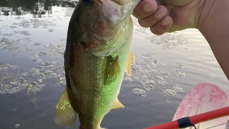 Langley Pond Park - Warrenville, SC