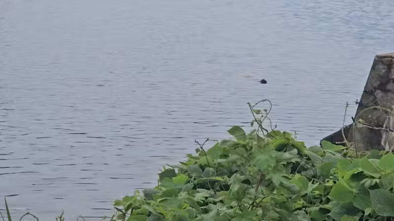 Anacostia Park - Washington,