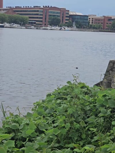 Anacostia Park - Washington,