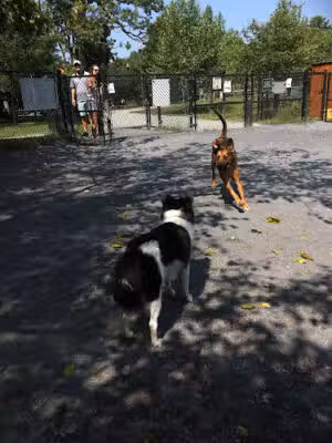 Newark Street Dog Park - Washington,