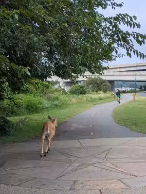 Anacostia Park - Washington,