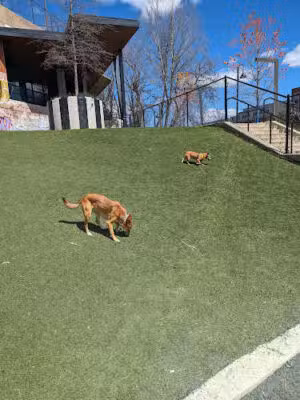 Bryant Street Dog Park - Washington,
