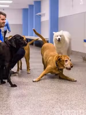 City Dogs H Street NE - Washington,