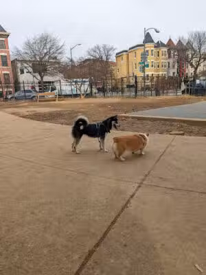 Columbia Heights Dog Park - Washington,
