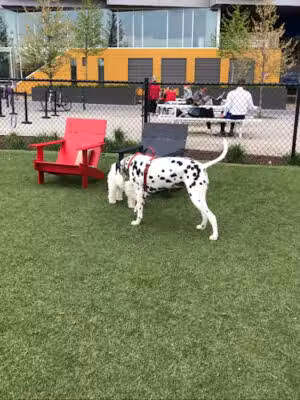 Dock 79 & Maren Dog Park (Private) - Washington,