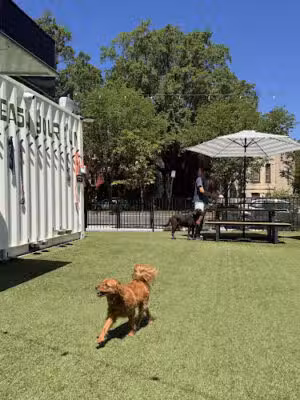 Dog Daze Social Club - Washington,