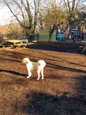 Dog Park - Washington,