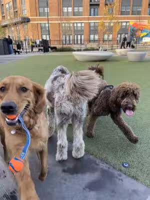 Eckington Dog Park - Washington,