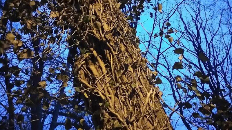 Fort Circle Park Hiker-Biker Trail - Washington,