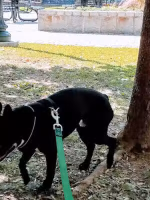 French Street Park - Washington,